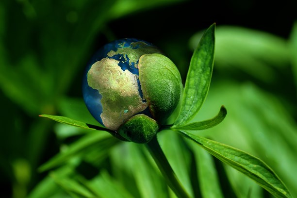 Klimawandel, Erde in Pflanze Klimawandel, Erde in Pflanze