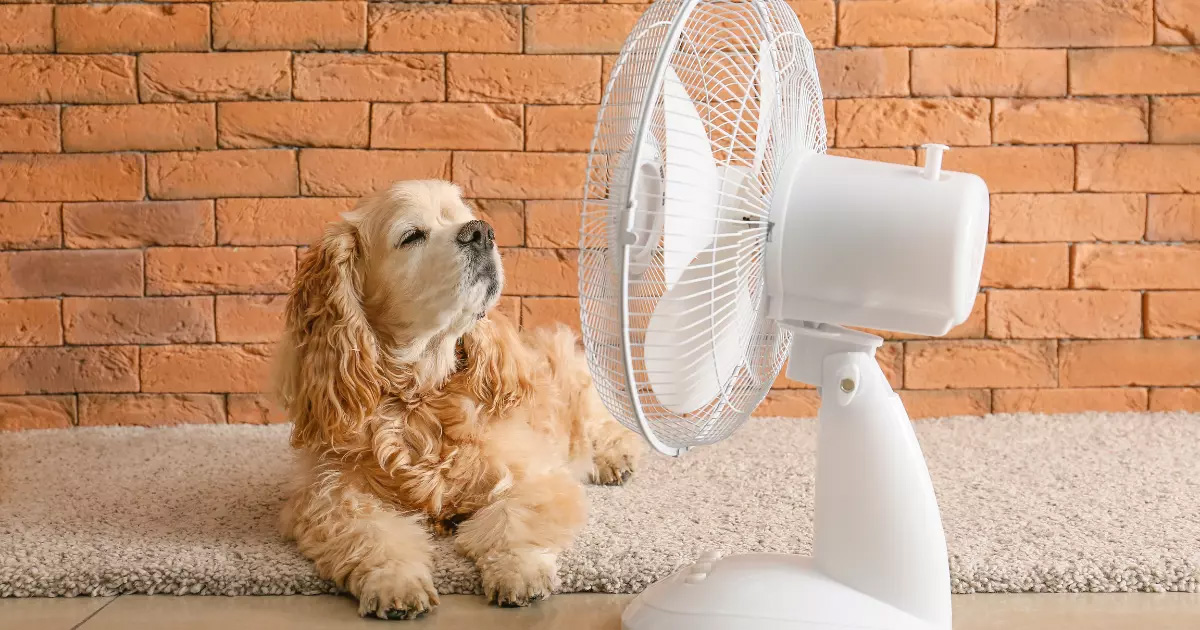 ventilator-hund