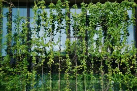 vertikaler Garten vor einer Fensterfront vertikaler Garten vor einer Fensterfront