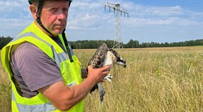 Vogelberingung Vogelberingung