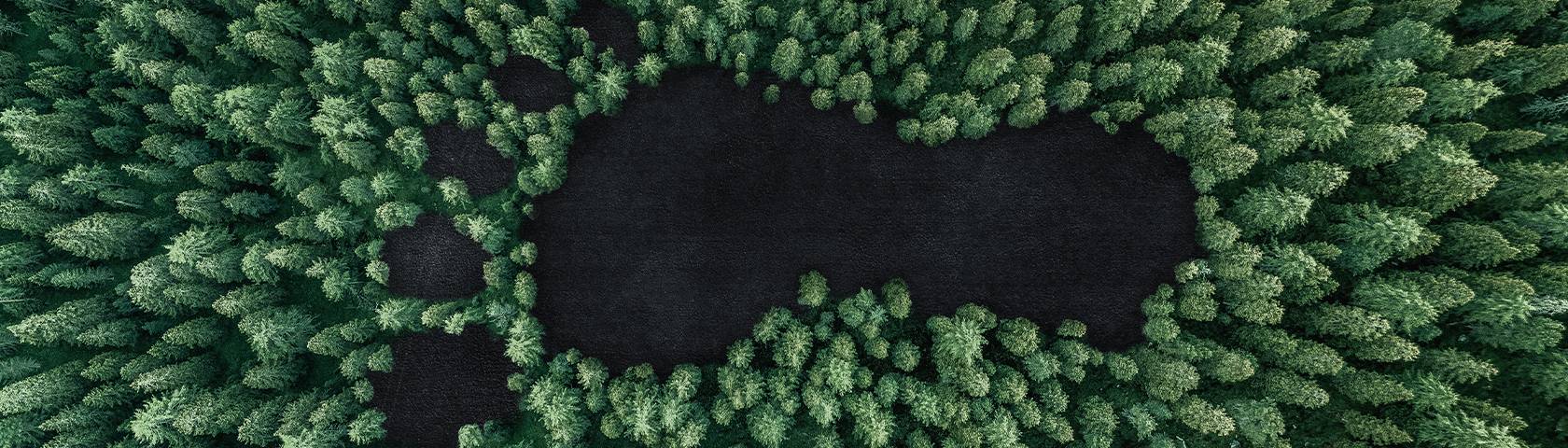 Nachhaltigkeit Bäume von oben