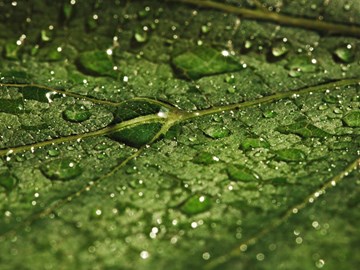 Blatt mit Wassertropfen Blatt mit Wassertropfen