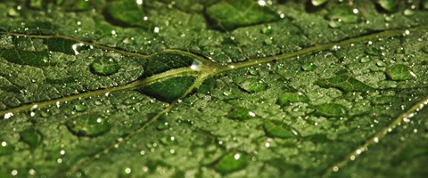 Blatt mit Wassertropfen Blatt mit Wassertropfen