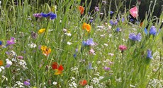 Blühwiese bunt Blühwiese bunt