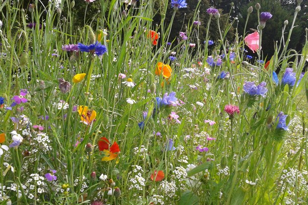 Blühwiese bunt Blühwiese bunt