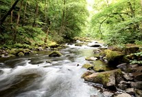 Wildbach fließt durch grüne Baumlandschaft Wildbach fließt durch grüne Baumlandschaft