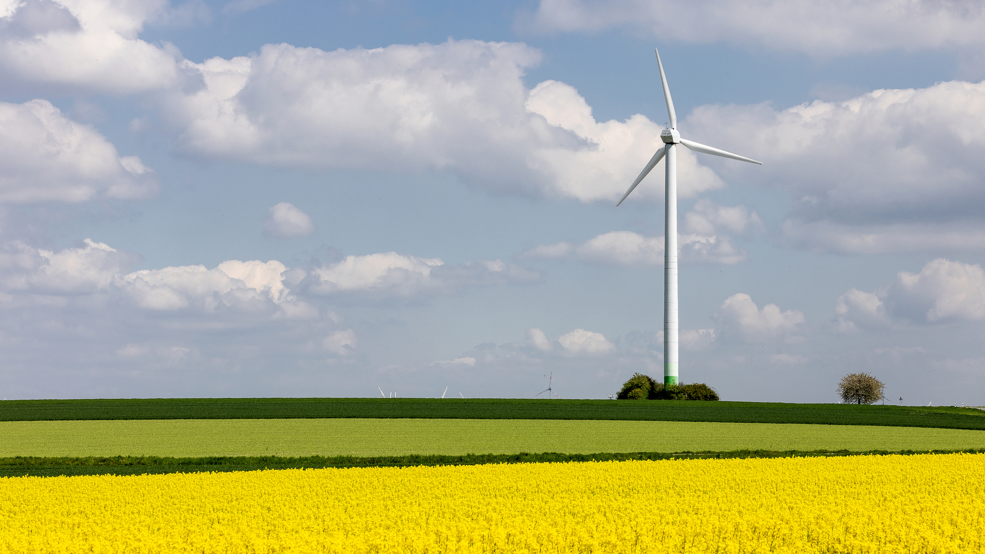 eine Windenergieanlage vor einem Rapsfeld