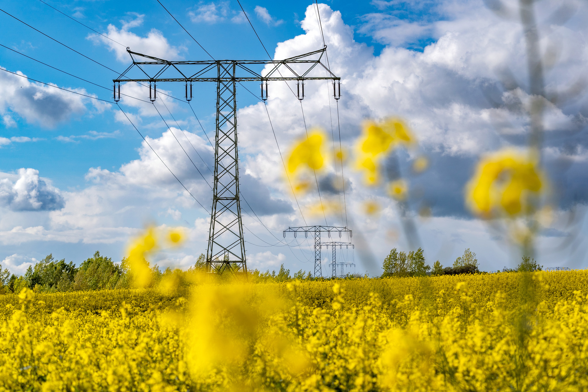 Stromtrasse auf einem Rapsfeld bei Kabelsketal