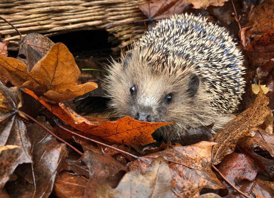 Igel in einem Blätterhaufen