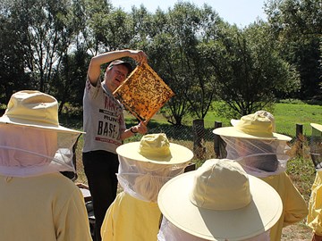 Kinder schauen neugierig Bienenwabe an Kinder schauen neugierig Bienenwabe an