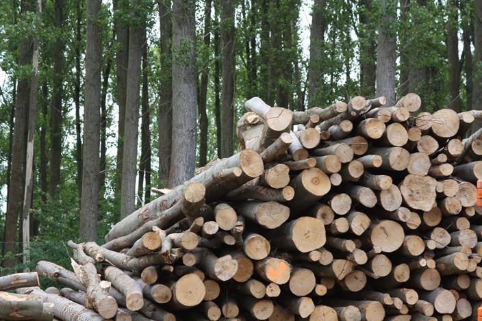 Biomasse Holz Baumstämme Biomasse Holz Baumstämme