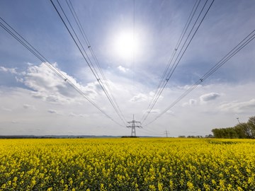 Strommasten und Stromleitungen im Rapsfeld Strommasten und Stromleitungen im Rapsfeld